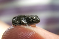 lebendiges Waser.jpg